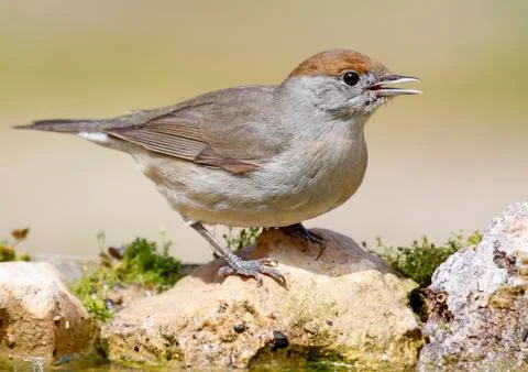 Blackap 스톡 사진