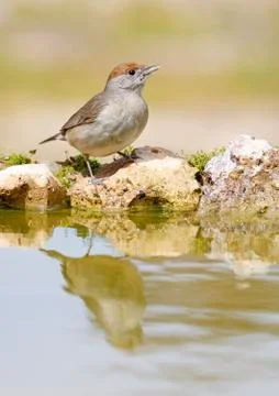 Blackap Stock Photos