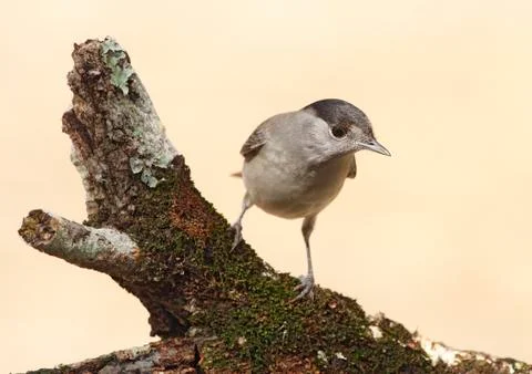 Blackap Stock Photos