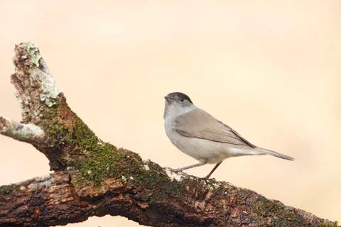 Blackap Stock Photos