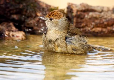 Blackap Stock Photos