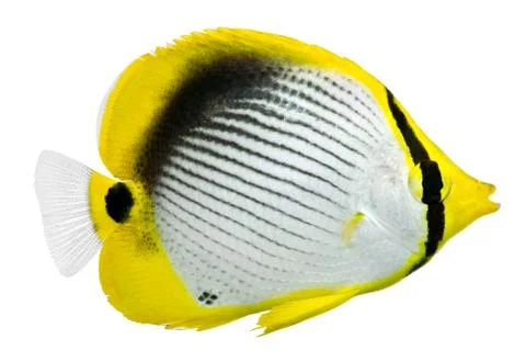 Blackback butterflyfish. chaetodon melannotus Stock Photos