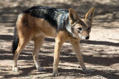 Blackbacked Jackal Stock Photos