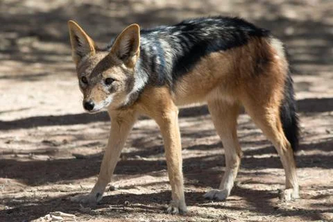 Blackbacked Jackal Stock Photos