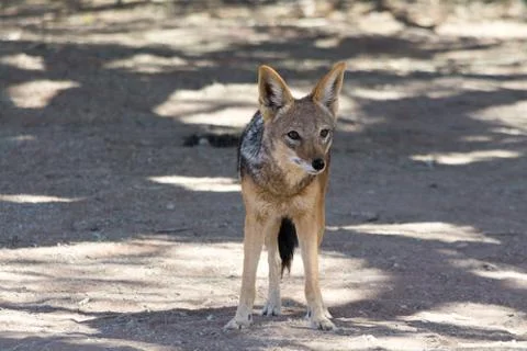 Blackbacked Jackal. Stock Photos