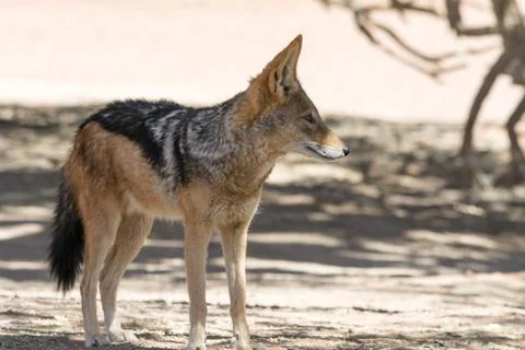 Blackbacked Jackal. Stock Photos