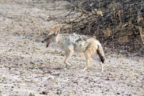 Blackbacked Jackal Stock Photos