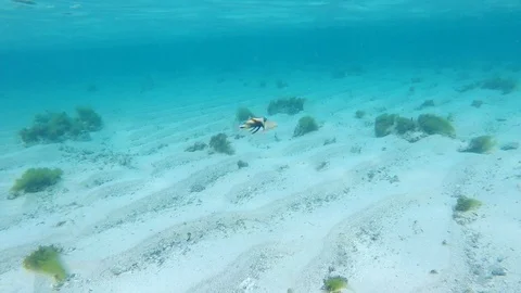 Blackbar triggerfish Stock Footage 101487480