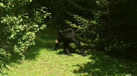 BlackBear 0008V6a 스톡 동영상 543928