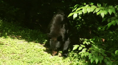 BlackBear 0014D6 스톡 동영상 544100