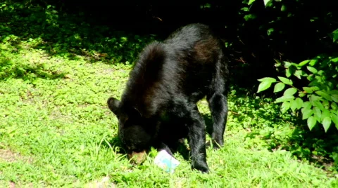 BlackBear 0015Y4 스톡 동영상 544029