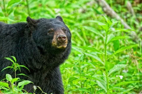 Blackbear Stock Photos
