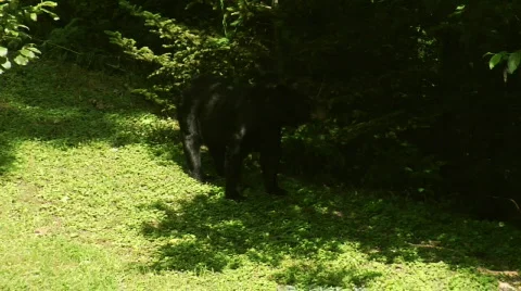 BlackBear0008V6b Stock Footage 543977
