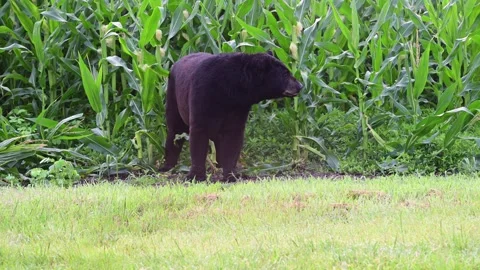 BlackBear&amp;Corn Stock Footage 246009722