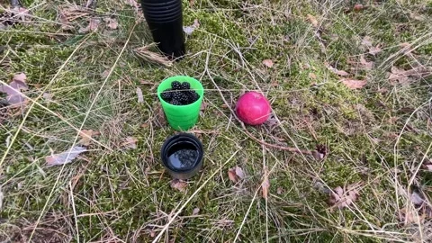 Blackberries and red apple on forest ground Stock Footage 342987662