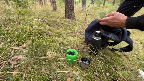 Blackberries, apple and thermos in a pine forest Stock Footage 342987435