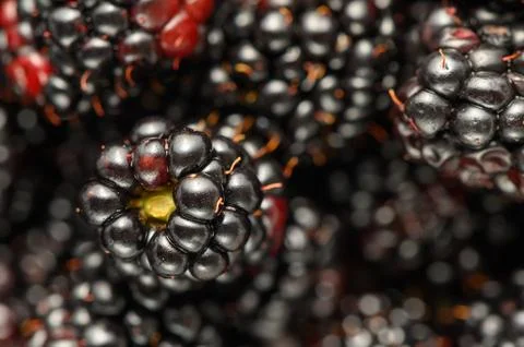Blackberries arranged in clusters on a dark background with bokeh effect, d.. Foto stock