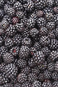 Blackberries background Stock Photos