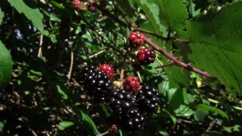 Blackberries / brambles in a hedgerow Stock Footage 205611815