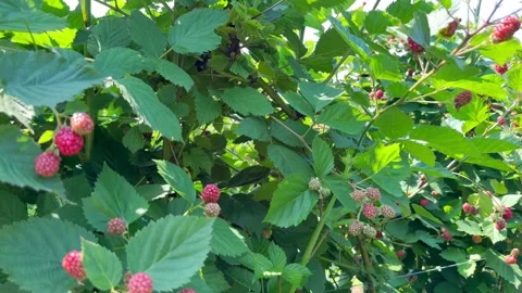 Blackberries on branches in the garden Stock Footage 247526454