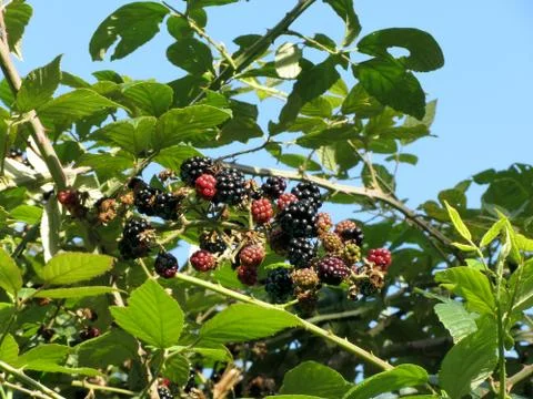 Blackberries bunch not yet fully ripened Stock Photos