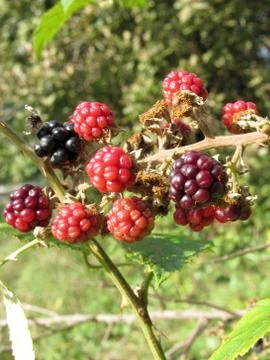 Blackberries bunch Stock Photos