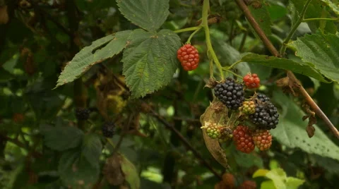 Blackberries on bush 스톡 동영상 52325120