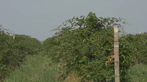 Blackberries on the bushes Stock Footage 141089935