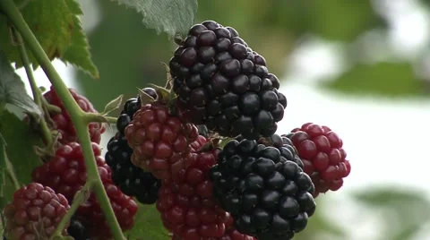 Blackberries close up Stock-Footage 41128361