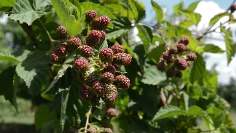 Blackberries Dancing  In  The Wind Stock-Footage 91376530