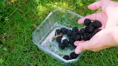 Blackberries fall into a plastic box on the grass Stock Footage 202593123