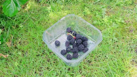 Blackberries fall into a plastic box on the grass Stock Footage 203303739