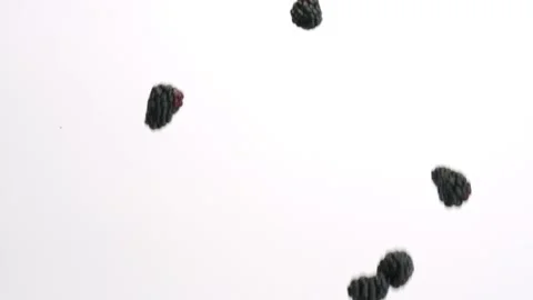 Blackberries falling in slow motion on white studio backdrop in 4k Stock Footage 234160880