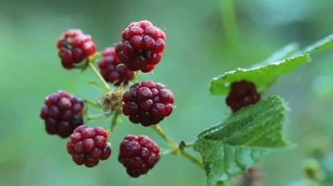 Blackberries Stock Footage 12020281