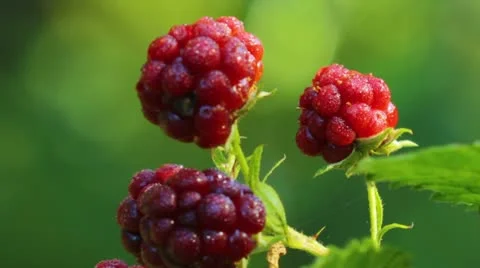 Blackberries Video stock 12022030
