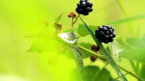 Blackberries. Stock Footage 18993902