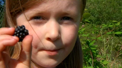 Blackberries Stock Footage 22664010
