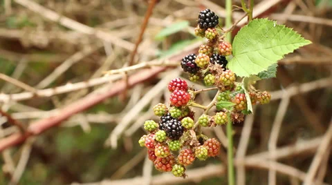 Blackberries Stock Footage 33305703