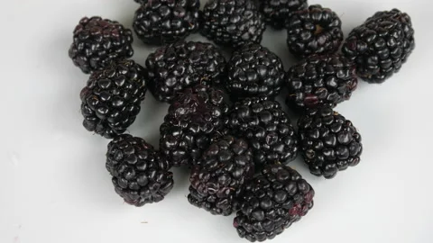 Blackberries Stock Footage 232911161