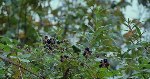 Blackberries Stock Footage 285180023