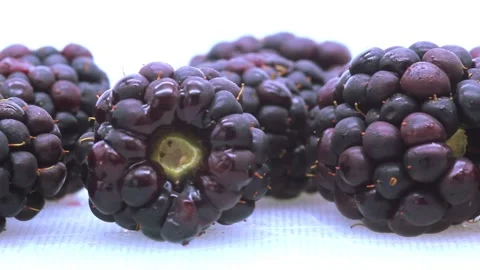 Blackberries Stock Footage 289029667