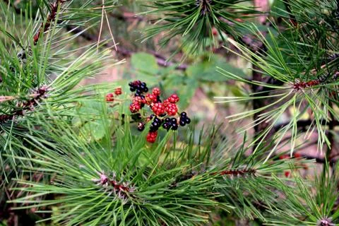 Blackberries in the forest Stock Photos