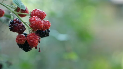 Blackberries with fruit fly close up pan right in outdoor summer with netting Stock Footage 95031359