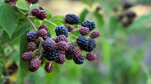 Blackberries in a garden on a farm Stock Footage 314339004