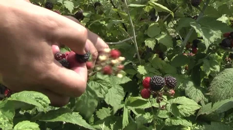 Blackberries in the garden. Stock-Footage 7754895
