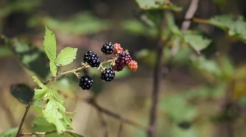 Blackberries in the garden Stock Footage 40604873
