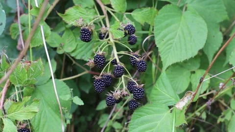 Blackberries grow on a branch Stock Footage 233333755