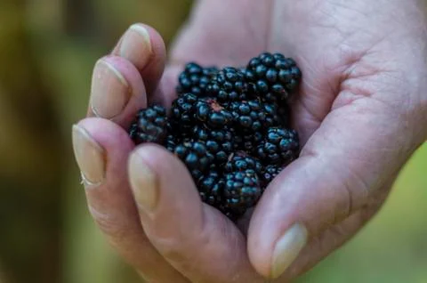 Blackberries in a hand Stock Photos