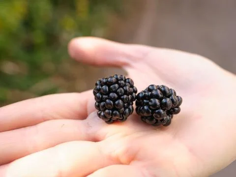 Blackberries in the hand. Foto stock