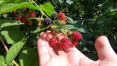 Blackberries in hands. Stock-Footage 141126950